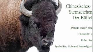 Chinesisches Sternzeichen der Büffel🐃 und seine Eigenschaften Der Büffel strebt nach Sicherheit [upl. by Hgielime]