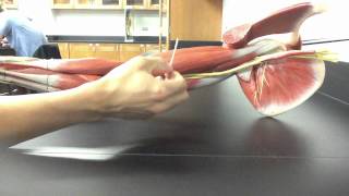 MUSCULAR SYSTEM ANATOMY Upper arm model description Somso [upl. by Dunseath]