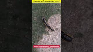 Millipedes  Animal Wonders Interesting Facts  Harpaphe haydeniana  Malayalam facts shortsvideo [upl. by Egide]