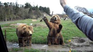 Waving Bears in Seattle game farm [upl. by Sprung]