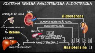 Sistema renina angiotensina aldosterona [upl. by Oiralednac]