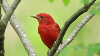 Summer Tanager — The Rosy Redbird [upl. by Irene]