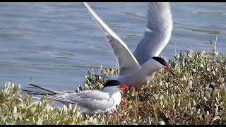 Sterne Pierregarin  accouplement poussin  Common Tern  mating chick [upl. by Ezirtaeb]