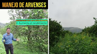 🌿Manejo de Arvenses  ¿Cuáles son las OPCIONES TECNOLÓGICAS para el manejo de arvenses [upl. by Gretna]