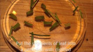 How to propagate Cape Sundews Drosera capensisCarnivorous plant [upl. by Plato]