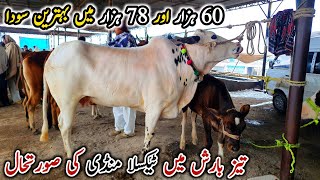 Today Taxila Mandi Latest Update 1 March 2024  Barish Ma Mandi Ki Halat Khrab ☔ [upl. by Oakes462]