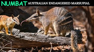 Numbat Australian Most Endangered Marsupial [upl. by Brigg]