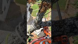 Speedlining an Oak Limb treeremoval treework arborist gopro chainsaw treeclimbing shorts [upl. by Rianna826]