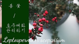 호주매화 봄 꽃 관리  가드닝클래스 Leptospermum scoparium Gardening Tips [upl. by Dickson]