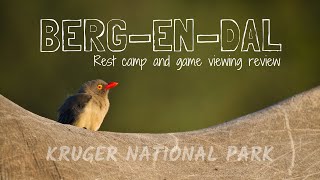 BERGENDAL Rest Camp amp Game Viewing Review  Kruger National Park [upl. by Fransis]