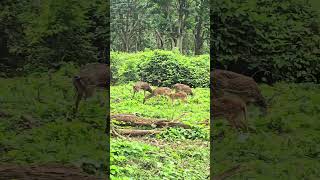 Enchanting Wildlife Spotted Deer of Bandipur in safari 🦌🌿 best place near bangalore weekend gateway [upl. by Notak469]