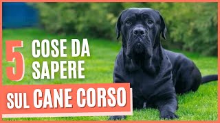 CANE CORSO Ecco cosa devi sapere prima di prendere un corso  Pro e contro  3 Curiosità sul corso [upl. by Assirt]