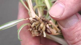 Propagating Spider Plants [upl. by Areem]