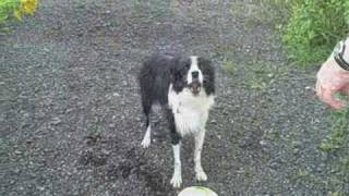 A Border Collie Learns to Howl [upl. by Sonnnie]