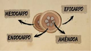 Curiosidades do Babaçu [upl. by Anar]