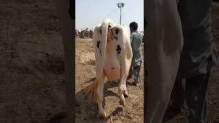 Beautiful cow for sale in Pakistan [upl. by Furey236]