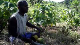 Madventurer Fiji  Nakavika Village Moji takes us on a guide to Yaqona Farming grogkava [upl. by Vernon87]