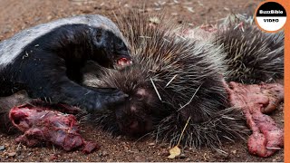 Porcupine Vs Honey Badger  Can Quills Save The Porcupine [upl. by Kubiak]