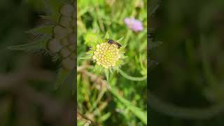 The splendid little Conopid fly Conops flavipes on an unopened Scabious flower head diptera conops [upl. by Ahsaeit]