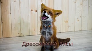 Дрессировка лисы Азы дрессировки лисят🦊 [upl. by Kong]