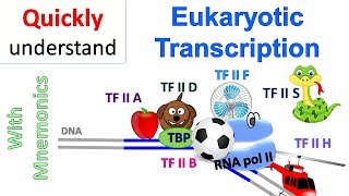 Eukaryotic Transcription [upl. by Guy]