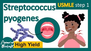 Streptococcus pyogenes  Streptococcal infection  Structure pathology and treatment options usmle [upl. by Primalia]