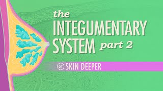 The Integumentary System Part 2  Skin Deeper Crash Course Anatomy amp Physiology 7 [upl. by Andy]