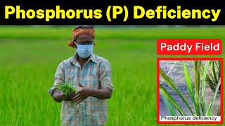 Phosphorus P Deficiency in Paddy Field  How to Identify amp Management  Krishi Network [upl. by Agan]