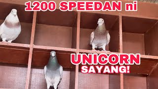 EP566  TINDE NI UNICORN 1200 SPEED [upl. by Sharla]