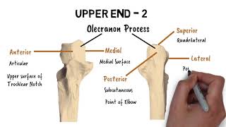 FEATURES OF ULNA [upl. by Mommy]