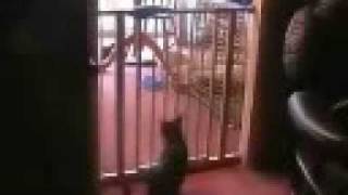 Best Cat Jump Ever JUMPS OVER BABY GATE [upl. by Hpesoy]