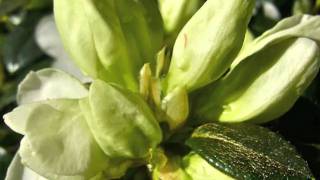 Azalea flower development [upl. by Roxanna840]