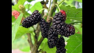 Illinois Everbearing Mulberry Fruit Review [upl. by Adirf]