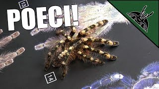 ALL POECILOTHERIAs  Poster review and feeding [upl. by Bach]