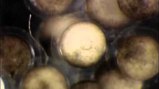 Xenopus tropicalis  Gastrulation [upl. by Alimrahs]