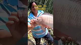 ¡Mira como pesca con Atarraya esta Mujer fishing [upl. by Sander]