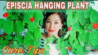 Episcia Hanging Plants Care Tips Gee Channel [upl. by Eissoj]