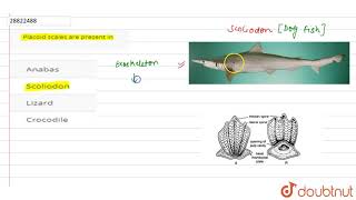 Placoid scales are present in [upl. by Jewett]