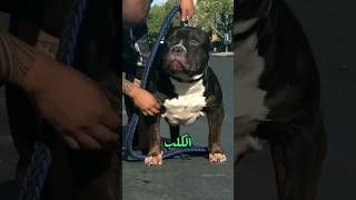 لوحة تحذر من كلب كاسر 🐕 [upl. by Dreeda]