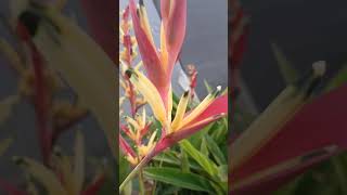 Heliconia psittacorum Camera Action  TO BE CONTINUED [upl. by Esilec716]