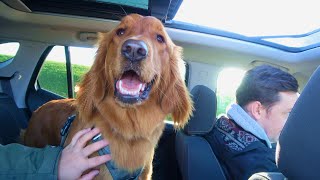 Red Golden Retriever Puppy🐶 Salt Spring Island Adventures Part1 🍁11 Month Old Puppy [upl. by Annahsat]