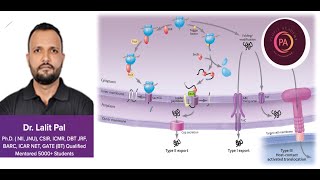 Cell Signaling 2 [upl. by Ellehcsar]