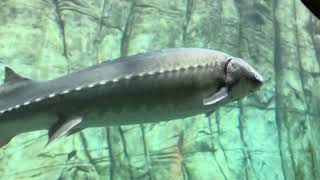 BIG Sturgeons Up Close and Slightly Personal  Denver Aquarium Series [upl. by Cathy]