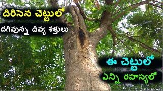 Dirisena Chettu Albizia Lebbeck Sirisha Tree Uses  Telu And Kappa Katuku Mandu  TELUGU WORLD TV [upl. by Anitel]