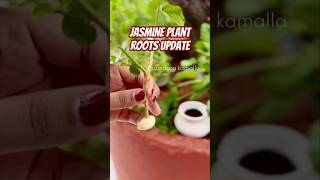 Jasmine plant ROOTS UPDATE most awaited [upl. by Hoskinson]