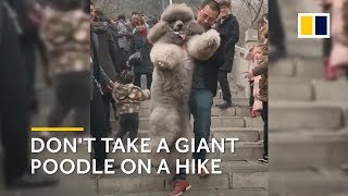 Chinese man carries his 35kg giant poodle down a mountain [upl. by Bran]