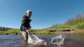 Fly Fishing Douglas Creek Wyoming [upl. by Nirahs]