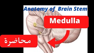 Anatomy of Medulla oblongata شرح [upl. by Jenica666]