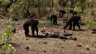 Chimpancés retienen torturan y canibalizan a un tirano [upl. by Trefler]