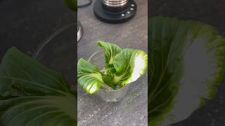 Bok choy grown in water ytshorts midaheim pechay bokchoy homegrownvegetables pinoyfood [upl. by Htepsle]